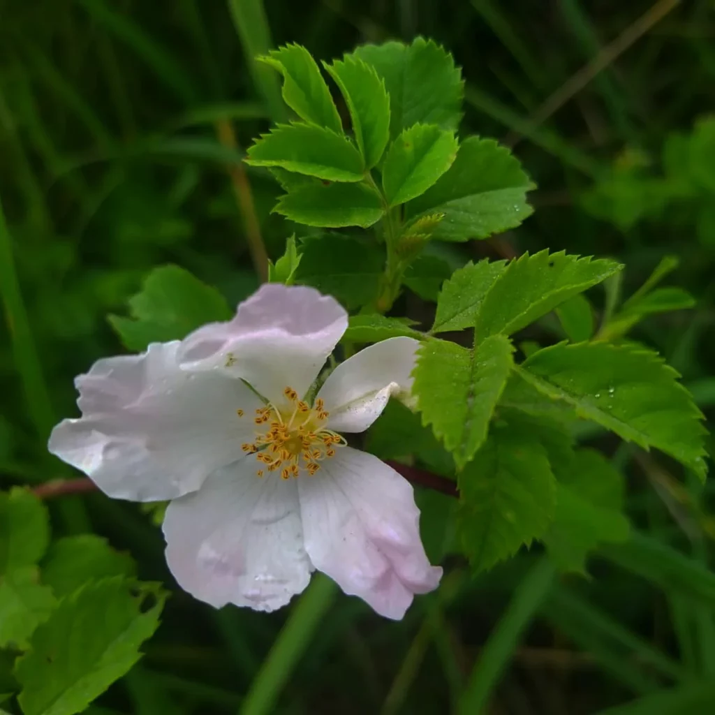 kwiat dzikiej róży - kwiaty polne i ogrodowe