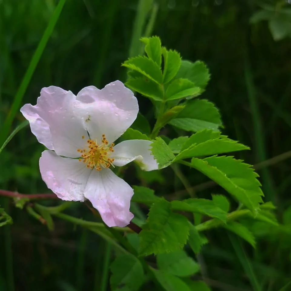 Dzika róża - bladoróżowy kwiat w okresie kwitnienia - ogrod-na-wsi.pl
