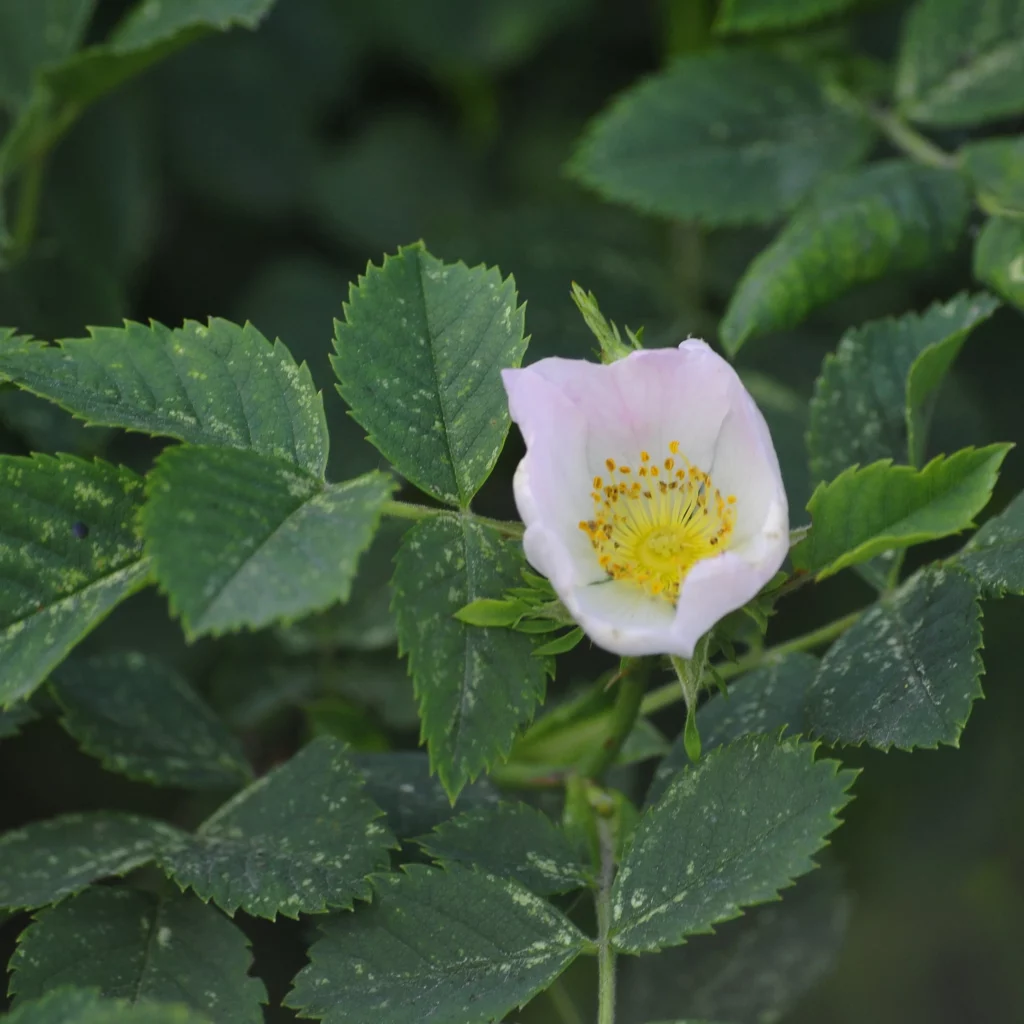 Dzika róża w ogrodzie wiejskim - uprawa, warunki, nawożenie - ogrod-na-wsi.pl