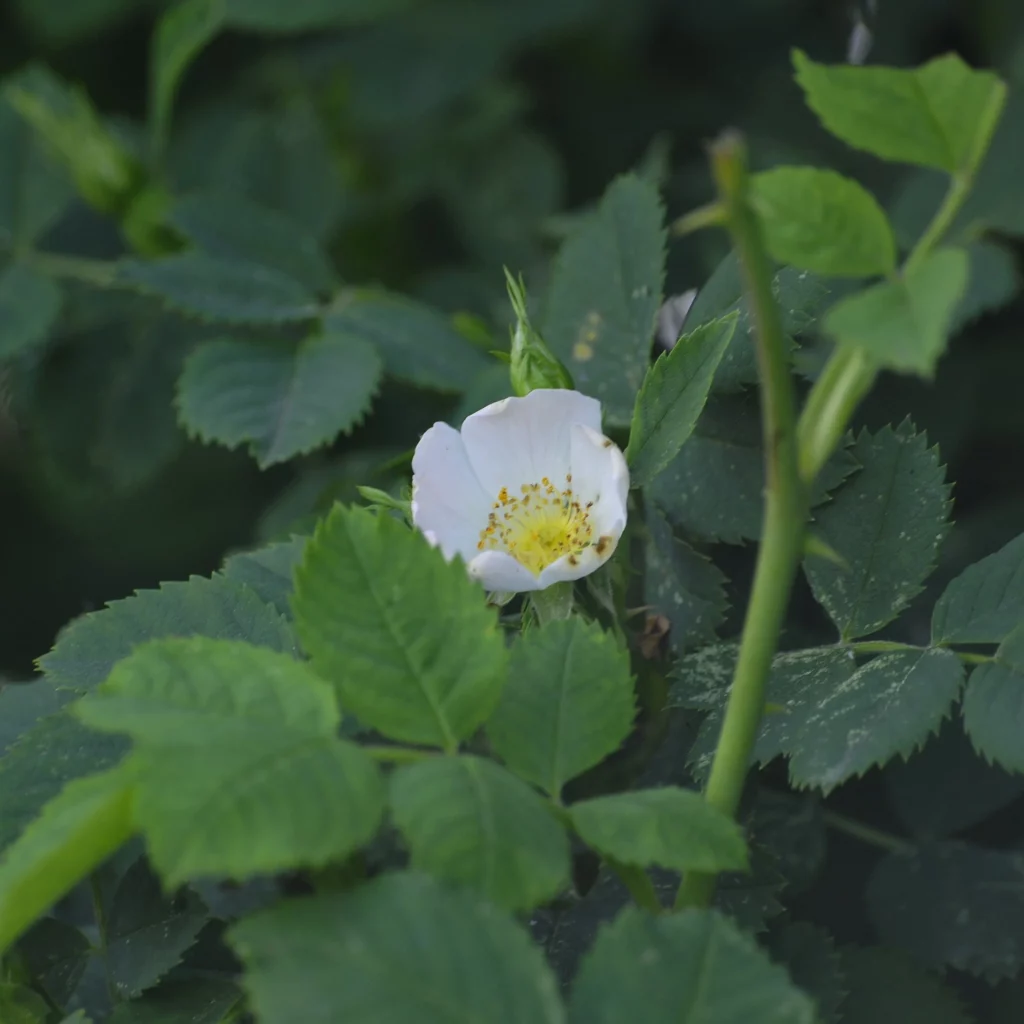 Dzika róża - kwiat - ogrod-na-wsi.pl
