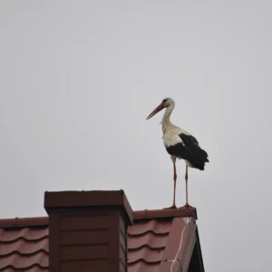 Bocian biały na dachu domu - blog ogrodniczy - Ogród na wsi