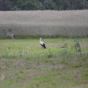 Bocian biały - ptak polskiej wsi - blog ogrodniczy - Ogród na wsi