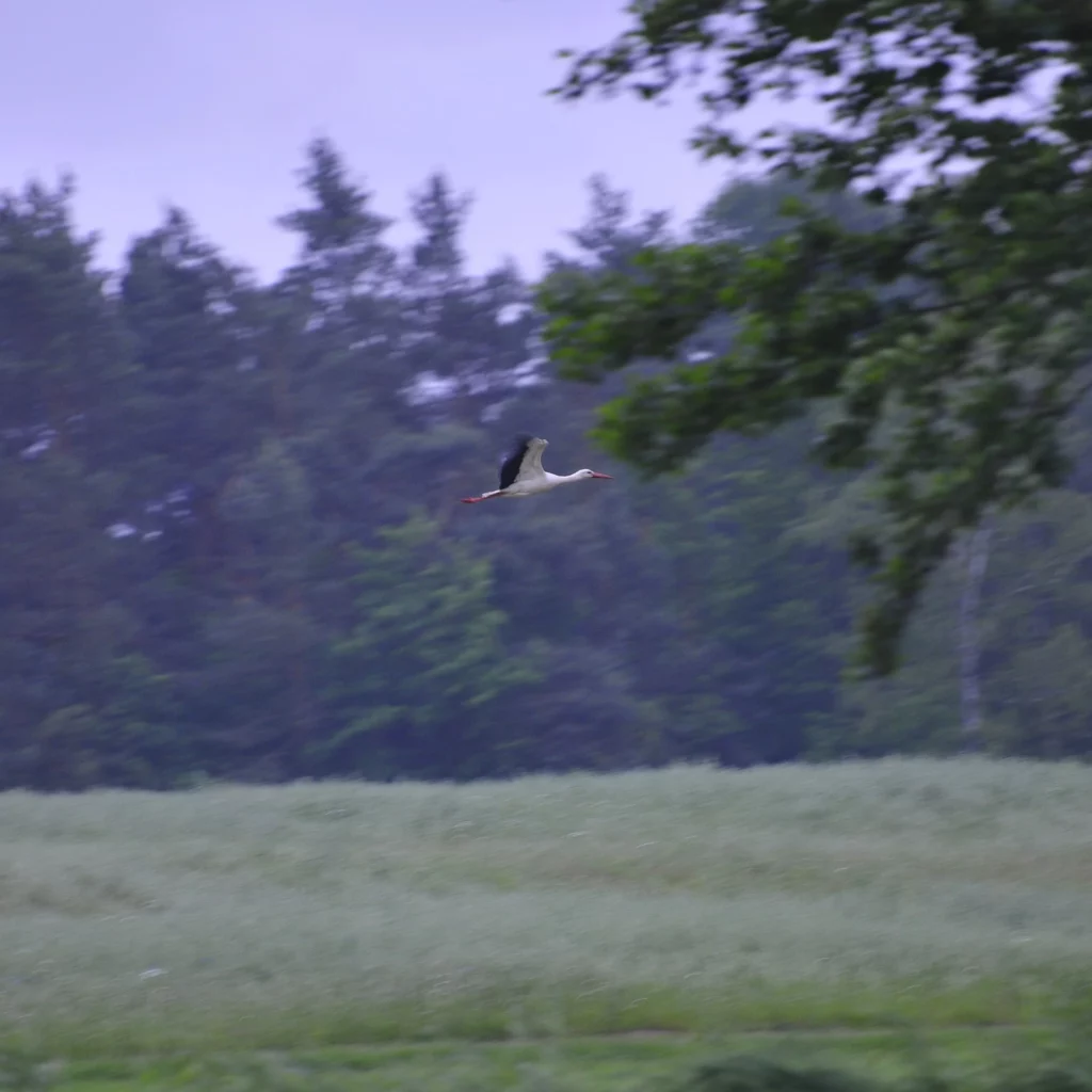 Bocian biały w locie - foto - blog ogrodniczy - ogród na wsi