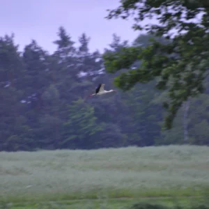Bocian biały w locie - foto - blog ogrodniczy - ogród na wsi