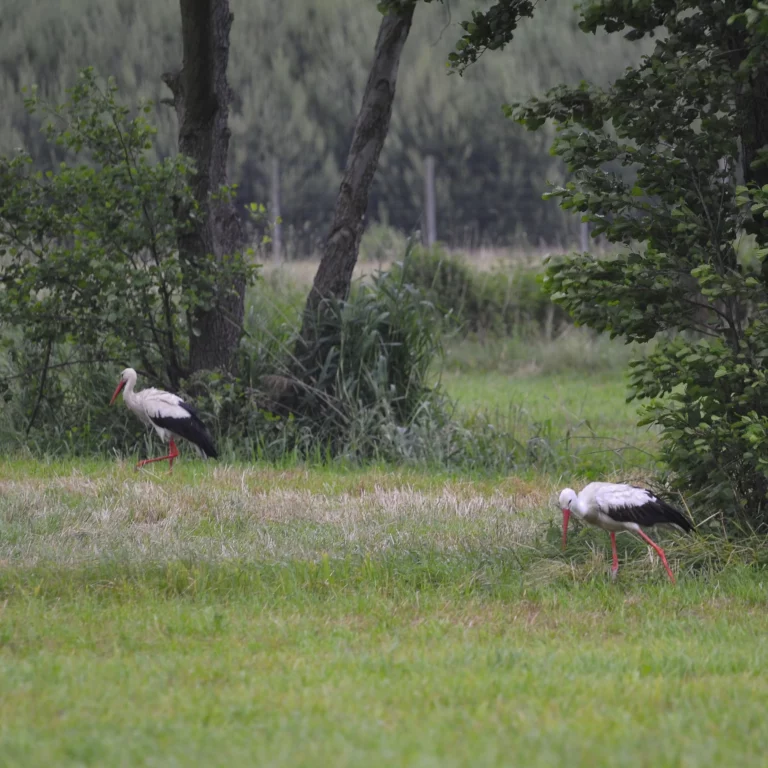 Bociany białe - ptaki wiejskie - foto - blog ogrodniczy - ogród na wsi