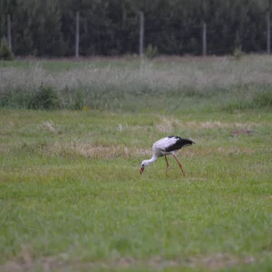 Bocian biały na łące w trakcie żerowania - blog ogrodniczy - Ogród na wsi