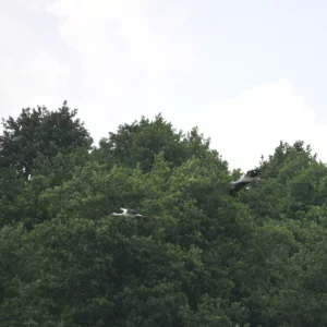 Lecący bocian biały - blog ogrodniczy - Ogród na wsi