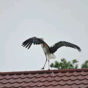 Bocian z rozłożonymi skrzydłami - blog ogrodniczy - Ogród na wsi