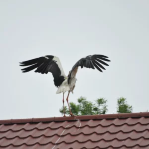 Bocian z rozłożonymi skrzydłami na dachu domu - blog ogrodniczy - Ogród na wsi
