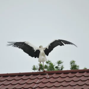 Bocian biały z rozłożonymi skrzydłami - blog ogrodniczy - Ogród na wsi