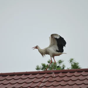 Bocian biały - ptaki na wsi - foto - blog ogrodniczy - ogród na wsi