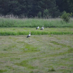 Bociany białe na łące - blog ogrodniczy - Ogród na wsi
