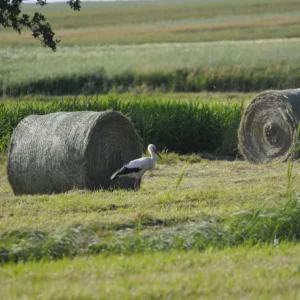 Bocian biały - foto - blog ogrodniczy - ogród na wsi