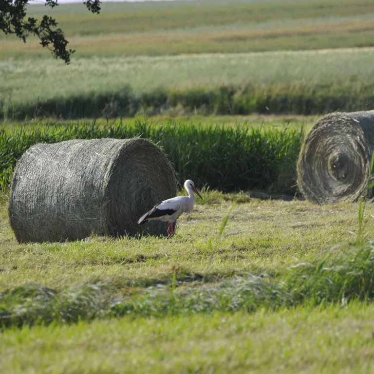 Bocian biały - foto - blog ogrodniczy - ogród na wsi
