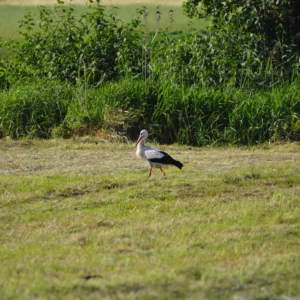 Bocian biały na łące - kiedy odlatuje? Blog ogrodniczy - Ogród na wsi