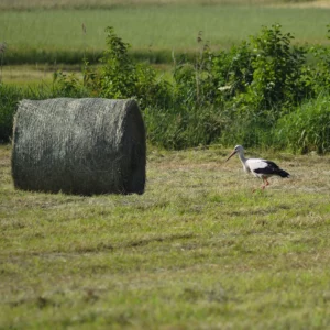 Bocian biały żerujący na łące - blog ogrodniczy - Ogród na wsi