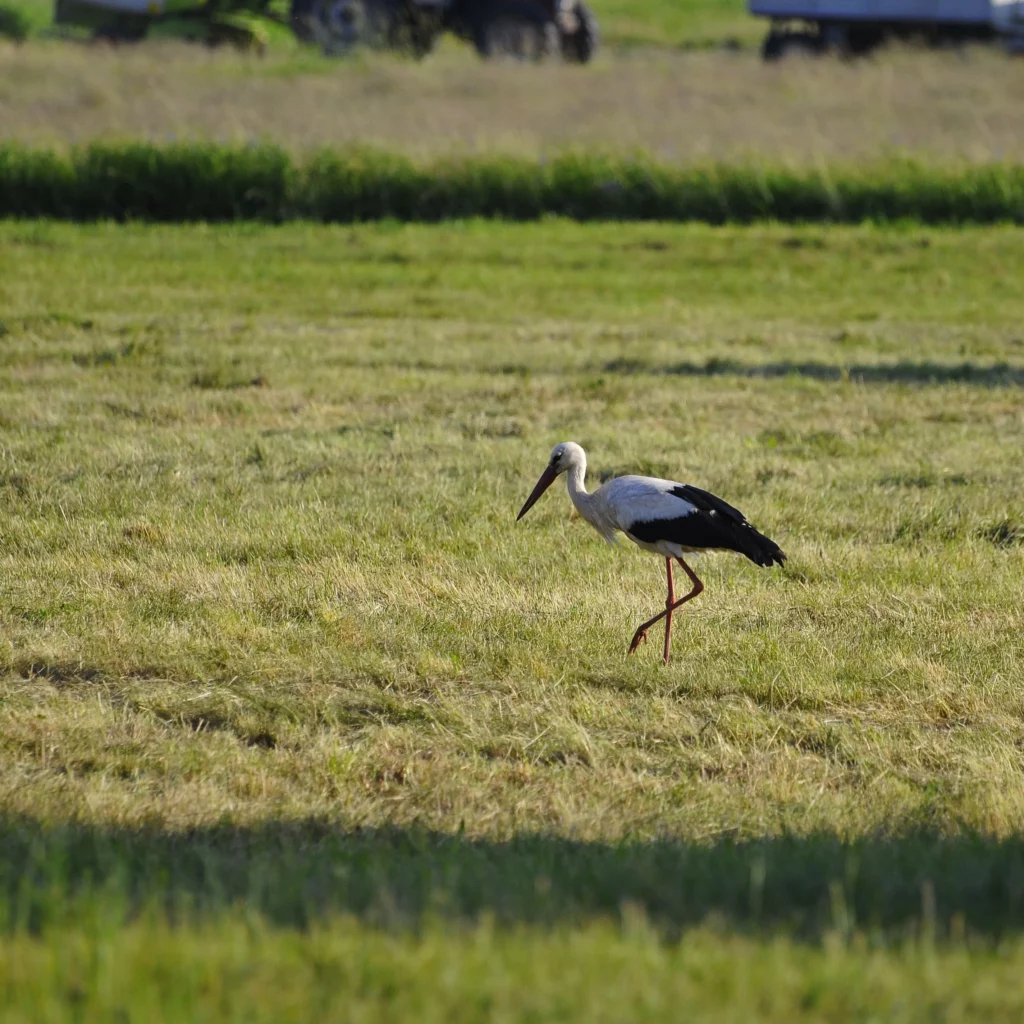 Bocian biały - ptaki na wsi - blog - Ogród na wsi