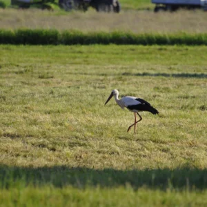 Bocian biały - ptaki na wsi - blog - Ogród na wsi