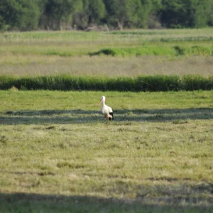 Bocian biały na łące - blog ogrodniczy - Ogród na wsi
