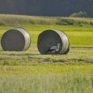 Bocian biały na tle pola - blog ogrodniczy - ogród na wsi
