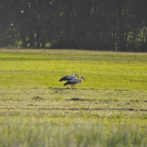 Bociany białe - foto - blog - ogród na wsi
