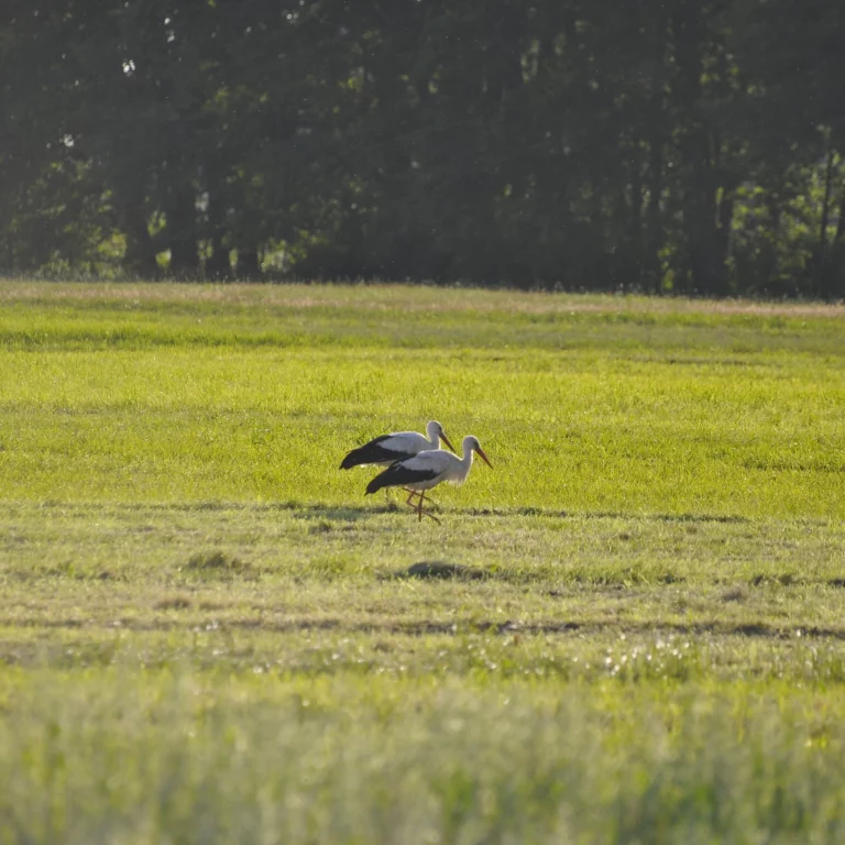 Bociany białe - foto - blog - ogród na wsi