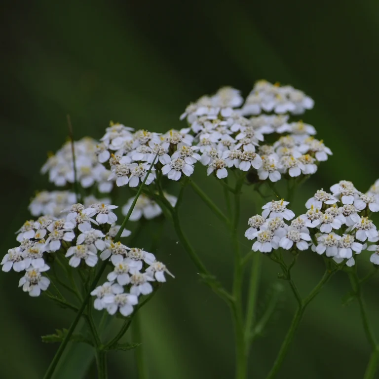 Krwawnik pospolity - jak wygląda? - Blog ogrodniczy - ogród na wsi