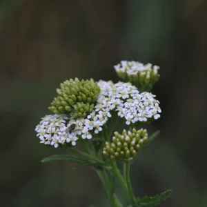 Krwawnik pospolity stosowany w ziołolecznictwie - Blog ogrodniczy - ogród na wsi