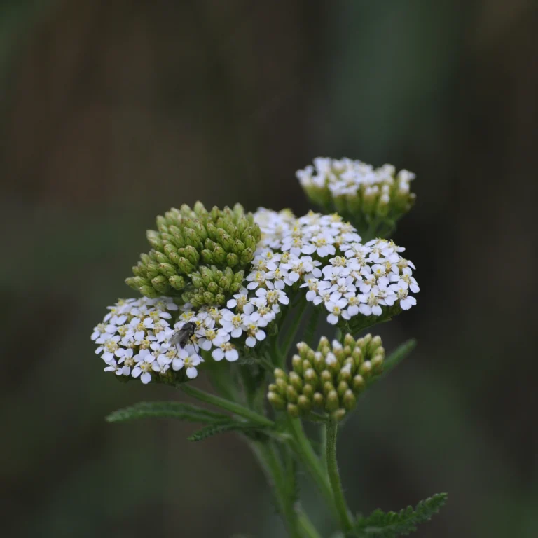 Krwawnik pospolity stosowany w ziołolecznictwie - Blog ogrodniczy - ogród na wsi