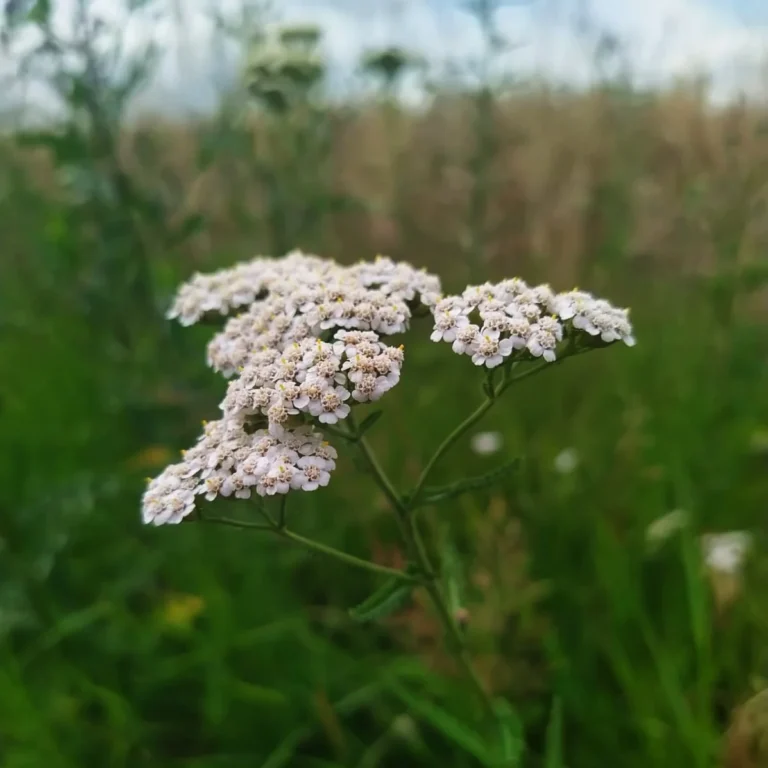 Krwawnik - właściwości zdrowotne - Blog ogrodniczy - ogród na wsi