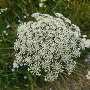 Krwawnik pospolity - kwiat polny - Blog ogrodniczy - ogród na wsi