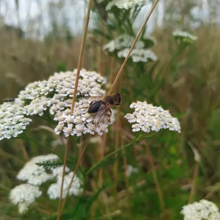 Krwawnik pospolity - Blog ogrodniczy - ogród na wsi