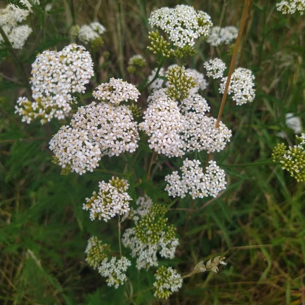 Krwawnik pospolity - roślina polna - Blog ogrodniczy - ogród na wsi