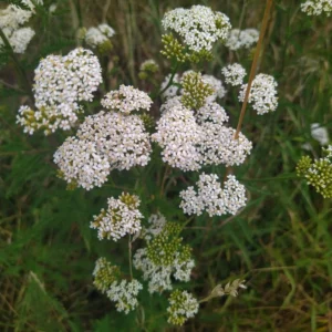 Krwawnik pospolity - roślina polna - Blog ogrodniczy - ogród na wsi