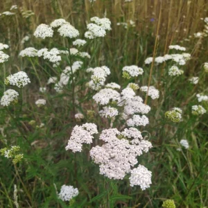 Krwawnik pospolity w ogrodzie - Blog ogrodniczy - ogród na wsi