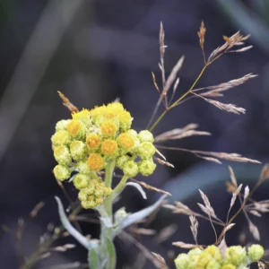 Wrotycz pospolity - młoda roślina polna - Blog ogrodniczy - Ogród na wsi