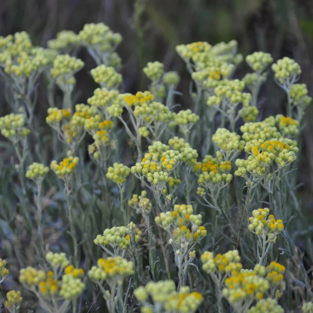 Wrotycz pospolity - polna roślina z żółtymi kwiatami - Blog ogrodniczy - Ogród na wsi