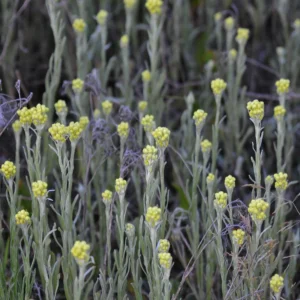 Wrotycz pospolity na łące - Blog ogrodniczy - Ogród na wsi