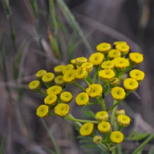 Wrotycz - roślina polna - Blog ogrodniczy - Ogród na wsi