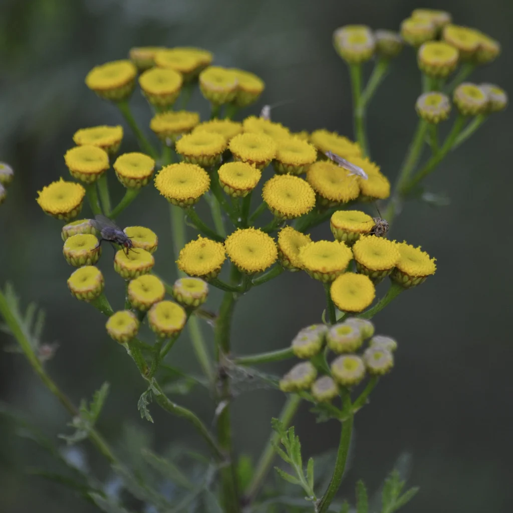 Wrotycz pospolity - polna roślina - żółte kwiaty - Blog ogrodniczy - Ogród na wsi