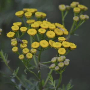 Wrotycz pospolity - polna roślina - żółte kwiaty - Blog ogrodniczy - Ogród na wsi