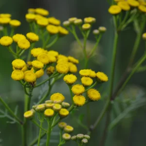 Wrotycz pospolity - charakterystyczna roślina polna - Blog ogrodniczy - Ogród na wsi