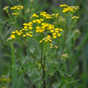 Wrotycz pospolity - roślina polna, żółte kwiaty - Blog ogrodniczy - Ogród na wsi