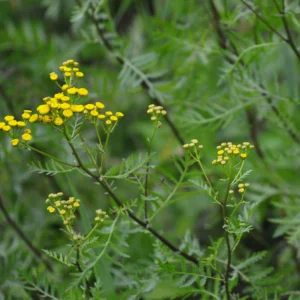 Wrotycz pospolity - roślina polna o leczniczych właściwościach - Blog ogrodniczy - Ogród na wsi