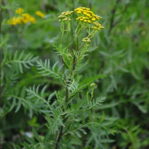 Wrotycz pospolity - polna roślina z żółtymi kwiatami i pierzastymi liśćmi - Blog ogrodniczy - Ogród na wsi