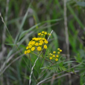 Wrotycz pospolity - polna roślina - Blog ogrodniczy - Ogród na wsi