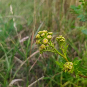 Wrotycz pospolity - pąki kwiatów - roślina polna - Blog ogrodniczy - Ogród na wsi
