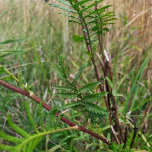 Wrotycz pospolity - liście - roślina polna - Blog ogrodniczy - Ogród na wsi