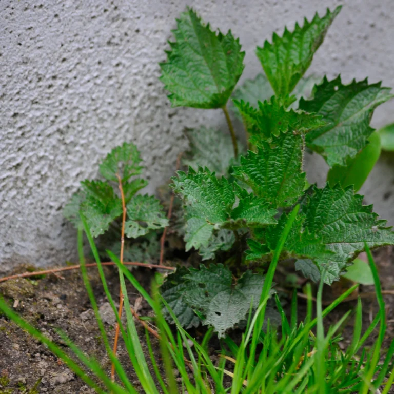Pokrzywa - właściwości i zastosowanie w ogrodzie - Blog ogrodniczy - ogrod-na-wsi.pl