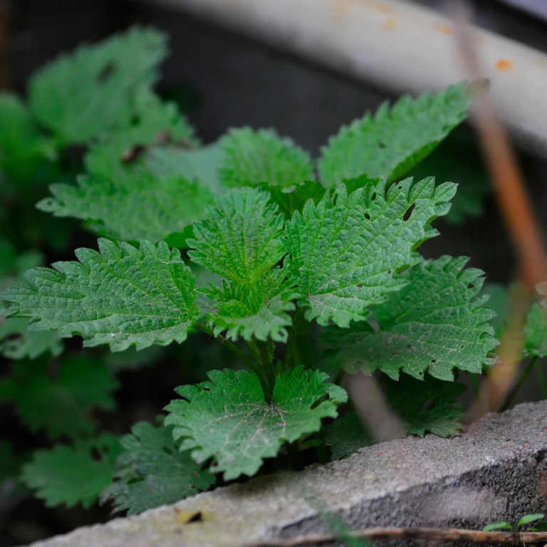 Pokrzywa zwyczajna w ogrodzie - blog ogrodniczy - ogrod-na-wsi.pl